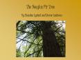 The Douglas Fir Tree PowerPoint PPT Presentation