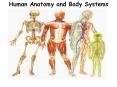 Human Anatomy and Body Systems PowerPoint PPT Presentation