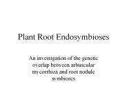 Plant Root Endosymbioses