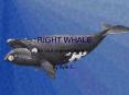 RIGHT WHALE PowerPoint PPT Presentation