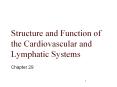 Structure and Function of the Cardiovascular and Lymphatic Systems PowerPoint PPT Presentation