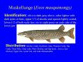 Muskellunge (Esox masquinongy) PowerPoint PPT Presentation