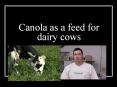 Canola as a feed for dairy cows PowerPoint PPT Presentation