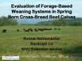 Evaluation of Forage-Based Weaning Systems in Spring Born Cross-Breed Beef Calves PowerPoint PPT Presentation