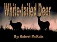 White-tailed Deer PowerPoint PPT Presentation