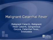 Malignant%20Catarrhal%20Fever