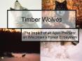 Timber Wolves PowerPoint PPT Presentation