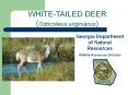 WHITE-TAILED DEER (Odocoileus virginianus) PowerPoint PPT Presentation