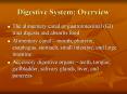 Digestive System: Overview PowerPoint PPT Presentation