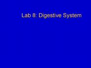 Lab 8: Digestive System