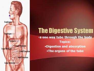 The Digestive System