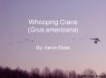 Whooping Crane Grus americana PowerPoint PPT Presentation