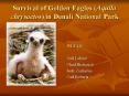 Survival of Golden Eagles Aquila chrysaetos in Denali National Park PowerPoint PPT Presentation
