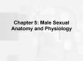 Chapter 5: Male Sexual Anatomy and Physiology PowerPoint PPT Presentation
