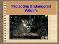 Protecting Endangered Wildlife PowerPoint PPT Presentation