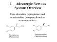I.Adrenergic Nervous System: Overview PowerPoint PPT Presentation
