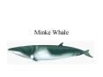 Minke Whale PowerPoint PPT Presentation