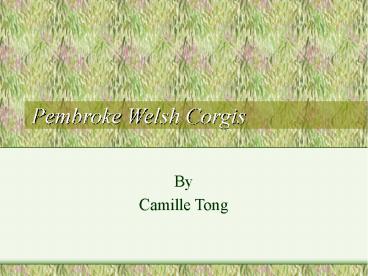 Pembroke Welsh Corgis