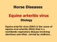 Horse Diseases    Equine arteritis virus        Etiology Equine arteritis virus (EAV) is the cause of equine viral arteritis (EVA) that is a worldwide respiratory disease involving abortions and often carried by stallions.. PowerPoint PPT Presentation