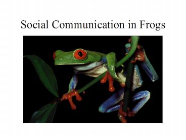 PPT – Social Communication in Frogs PowerPoint presentation | free to ...