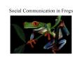 Social Communication in Frogs PowerPoint PPT Presentation