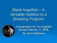 Black Angelfish 