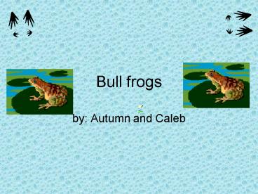 Bull frogs