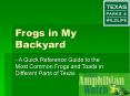 Frogs in My Backyard PowerPoint PPT Presentation