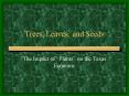 Trees, Leaves, and Seeds PowerPoint PPT Presentation