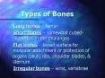 Types of Bones PowerPoint PPT Presentation