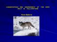 Conservation and Management of the Gray Wolf in Yellowstone PowerPoint PPT Presentation