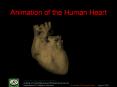 Animation of the Human Heart PowerPoint PPT Presentation