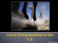 Horse Overpopulation in the U.S. PowerPoint PPT Presentation