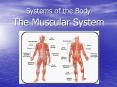 Systems of the Body PowerPoint PPT Presentation