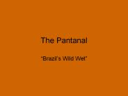 The Pantanal