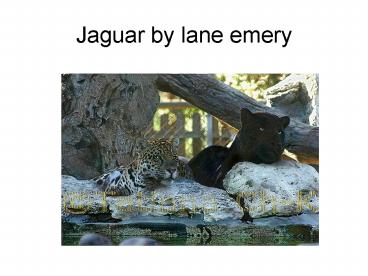 Jaguar by lane emery