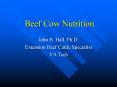 Beef Cow Nutrition PowerPoint PPT Presentation