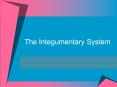 The Integumentary System PowerPoint PPT Presentation