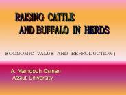 RAISING CATTLE