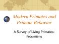 Modern Primates and Primate Behavior PowerPoint PPT Presentation