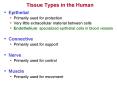 Tissue Types in the Human PowerPoint PPT Presentation