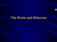 The Brain and Behavior PowerPoint PPT Presentation