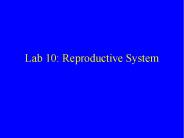 Lab 10: Reproductive System