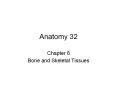 Anatomy 32 PowerPoint PPT Presentation