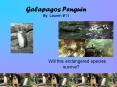 Galapagos Penguin By: Lauren PowerPoint PPT Presentation