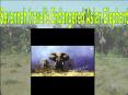 Savannah travel's Endangered Asian Elephant PowerPoint PPT Presentation