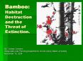 Bamboo: Habitat Destruction and the Threat of Extinction. PowerPoint PPT Presentation