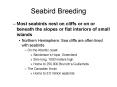 Seabird Breeding PowerPoint PPT Presentation
