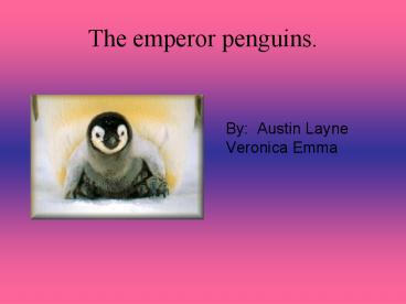 The emperor penguins.