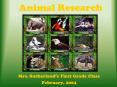 Animal Research PowerPoint PPT Presentation